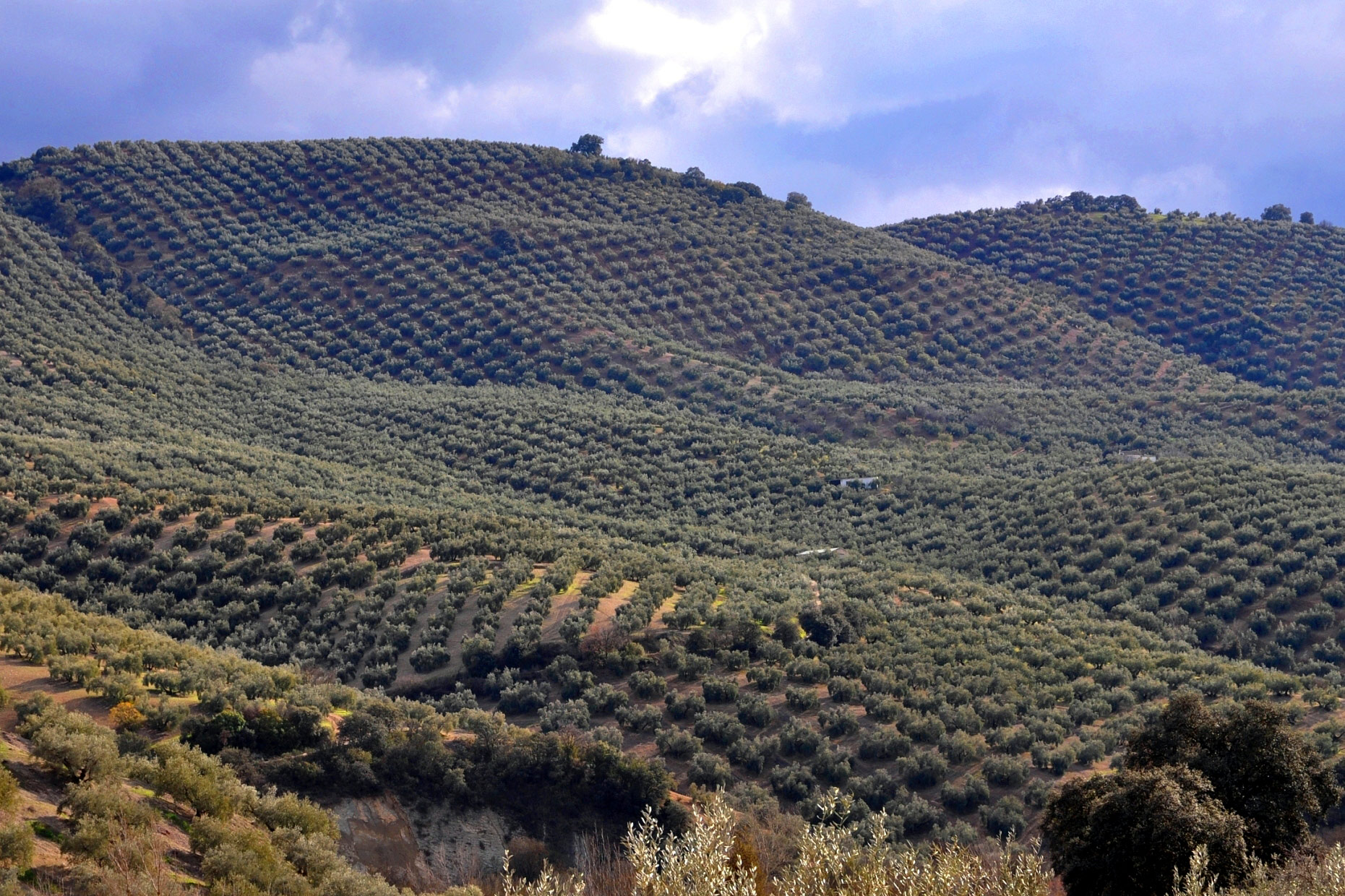 Montefrío